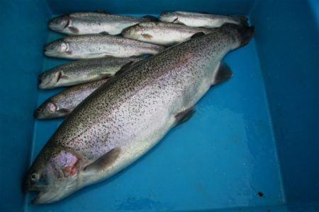 としまえんフィッシングエリア 釣果