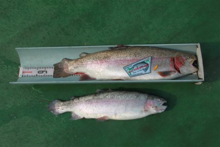 としまえんフィッシングエリア 釣果