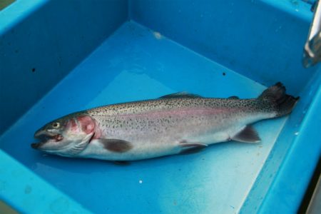 としまえんフィッシングエリア 釣果