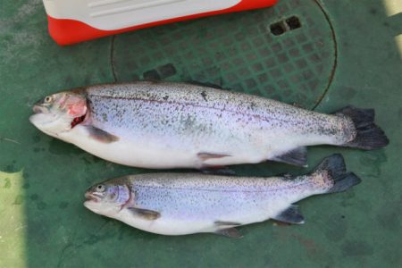 としまえんフィッシングエリア 釣果