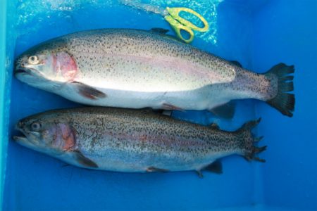 としまえんフィッシングエリア 釣果