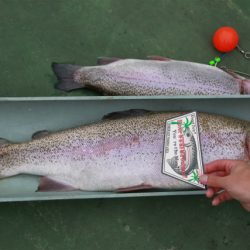 としまえんフィッシングエリア 釣果