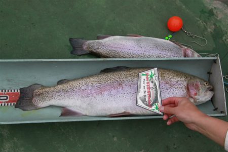 としまえんフィッシングエリア 釣果