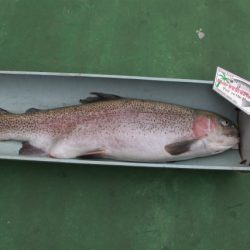 としまえんフィッシングエリア 釣果