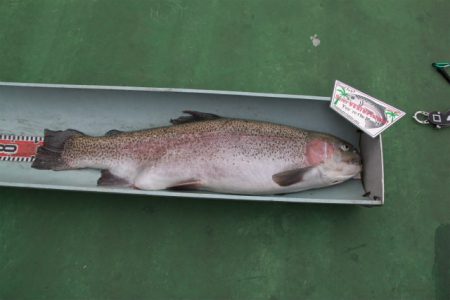 としまえんフィッシングエリア 釣果