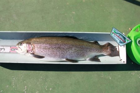 としまえんフィッシングエリア 釣果