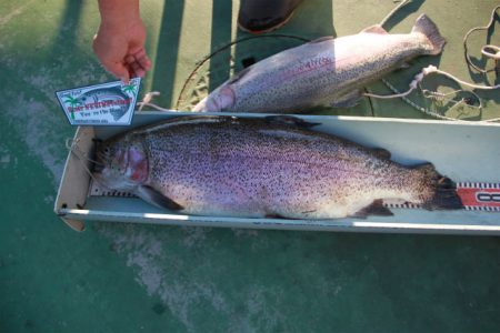 としまえんフィッシングエリア 釣果