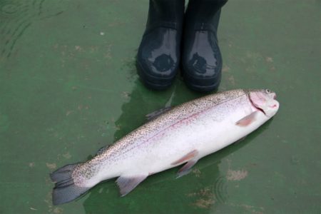 としまえんフィッシングエリア 釣果