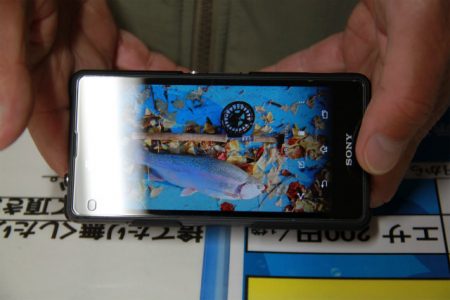 としまえんフィッシングエリア 釣果