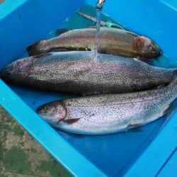 としまえんフィッシングエリア 釣果