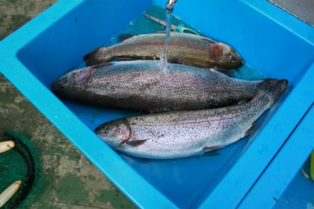 としまえんフィッシングエリア 釣果