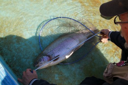 としまえんフィッシングエリア 釣果