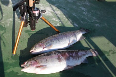 としまえんフィッシングエリア 釣果