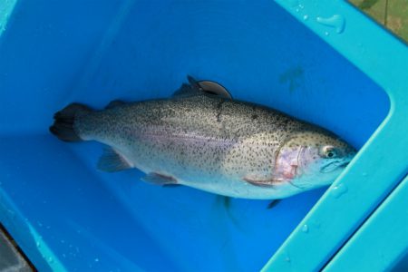 としまえんフィッシングエリア 釣果