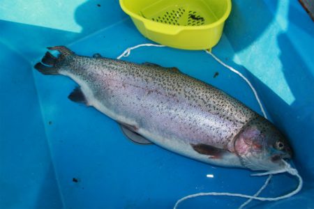 としまえんフィッシングエリア 釣果