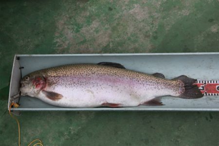 としまえんフィッシングエリア 釣果