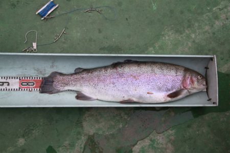 としまえんフィッシングエリア 釣果