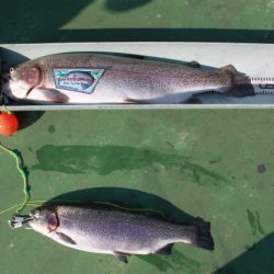 としまえんフィッシングエリア 釣果