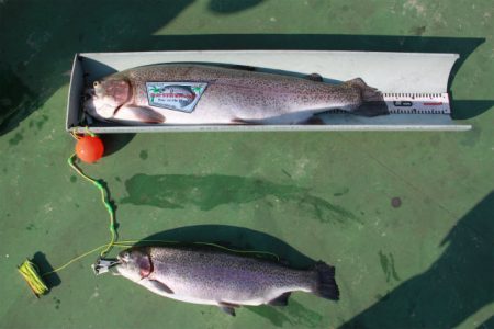 としまえんフィッシングエリア 釣果