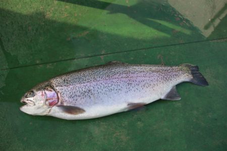 としまえんフィッシングエリア 釣果