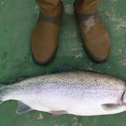 としまえんフィッシングエリア 釣果