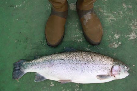 としまえんフィッシングエリア 釣果