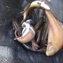 つりぼりあかし 釣果