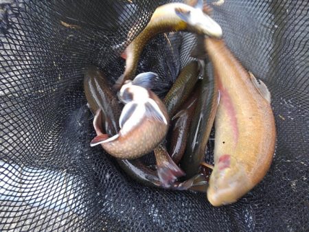 つりぼりあかし 釣果