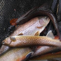 つりぼりあかし 釣果