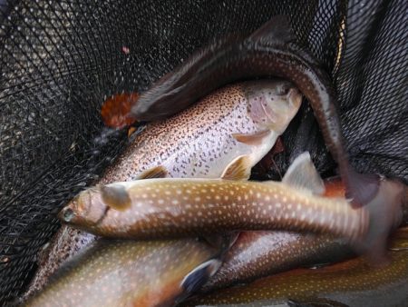 つりぼりあかし 釣果