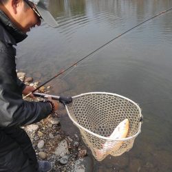 つりぼりあかし 釣果
