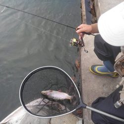 つりぼりあかし 釣果