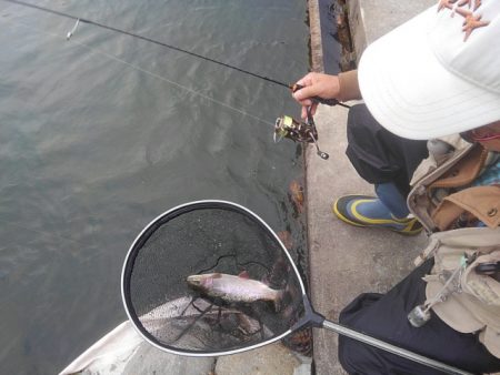 つりぼりあかし 釣果