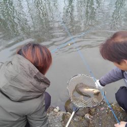 つりぼりあかし 釣果