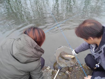 つりぼりあかし 釣果