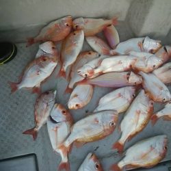 海季丸(みきまる) 釣果