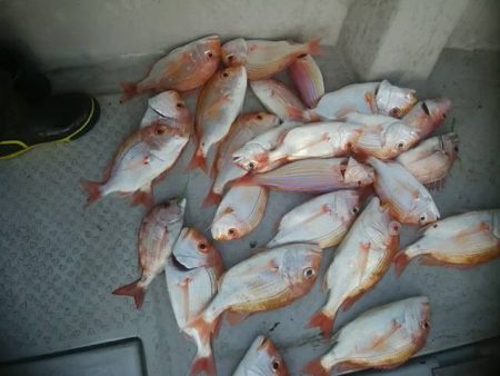 海季丸(みきまる) 釣果