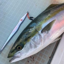 アマテラス 釣果