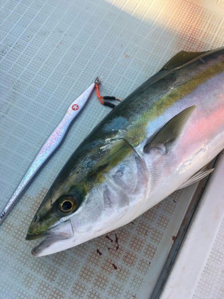 アマテラス 釣果