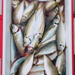 金沢八景鴨下丸 釣果