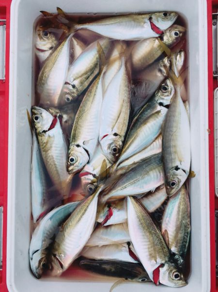 金沢八景鴨下丸 釣果