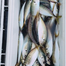 金沢八景鴨下丸 釣果