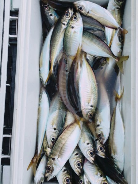 金沢八景鴨下丸 釣果