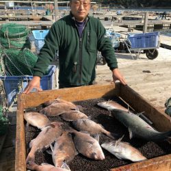 海の釣堀 海恵 釣果