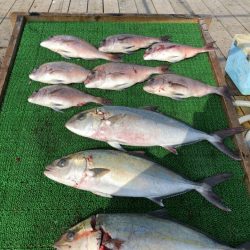 海の釣堀 海恵 釣果