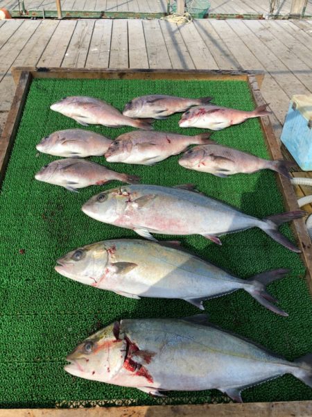 海の釣堀 海恵 釣果