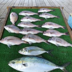 海の釣堀 海恵 釣果