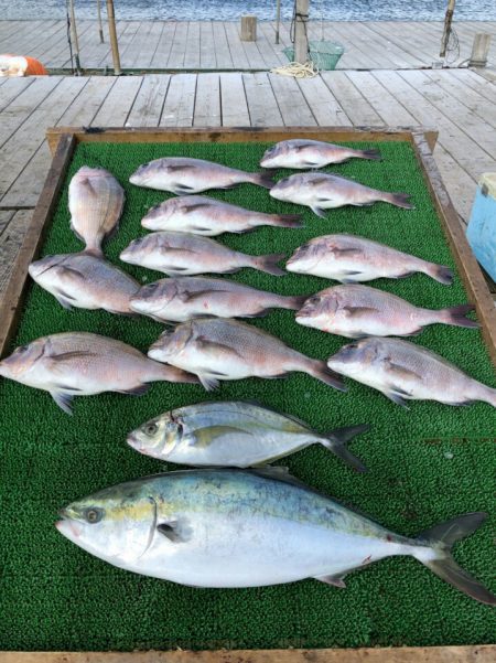 海の釣堀 海恵 釣果