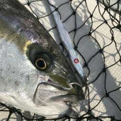 アマテラス 釣果