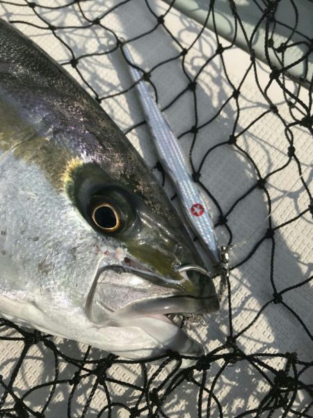 アマテラス 釣果